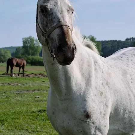 B14 Mit Suedbalkon & Nutzung Der Wellness- & Aktivbereiche Im 
